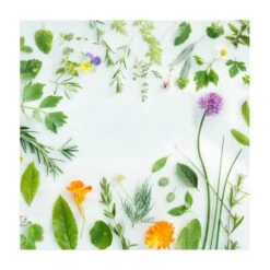 Vinyl-Teppich - Kräuter Und Blüten In Grün